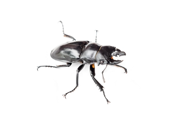 escarabajo insecto negro (Dorcus gracilicornis) sobre fondo blanco