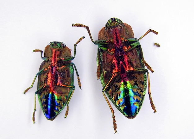 Escarabajo de la joya del arco iris iridiscente Polybothris quadricollis aislado en blanco boca abajo. bupréstidos