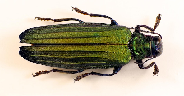 Escarabajo joya verde iridiscente Demochroa detanii de Indonesia. Buprestidae. coleópteros