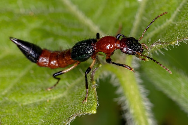 Escarabajo de latigazo cervical adulto del género Paederus