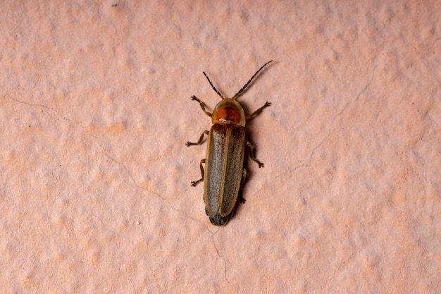 Escarabajo luciérnaga adulto del género Photinus