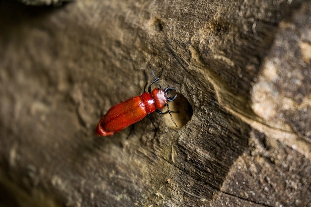 Escarabajo en una madera en la naturaleza