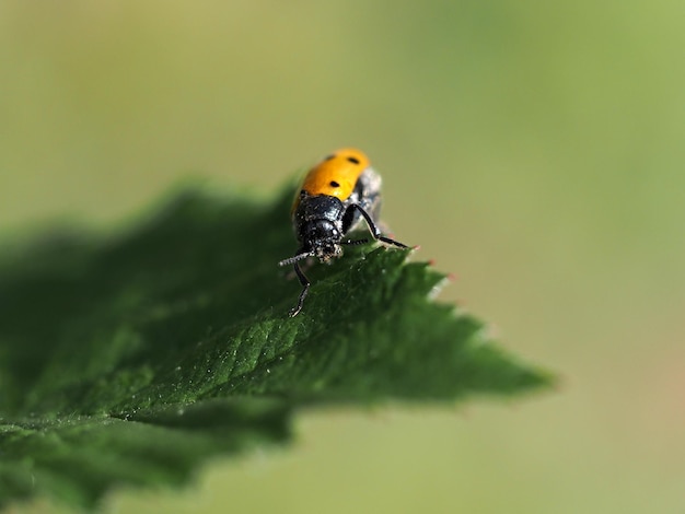escarabajo mariquita en una hoja retrato de primer plano