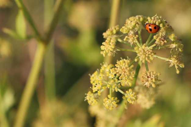 Foto escarabajo de la mariquita de pie en una flor umbelífera recolectando polen