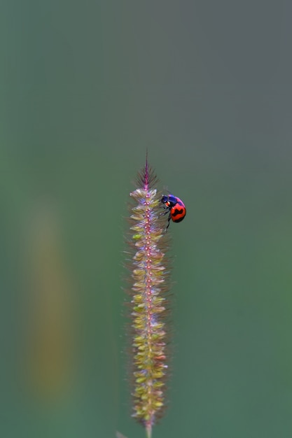 Escarabajo de mariquita en la playa de árbol