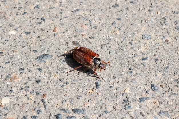 El escarabajo marrón puede sentarse en el primer plano de asfalto