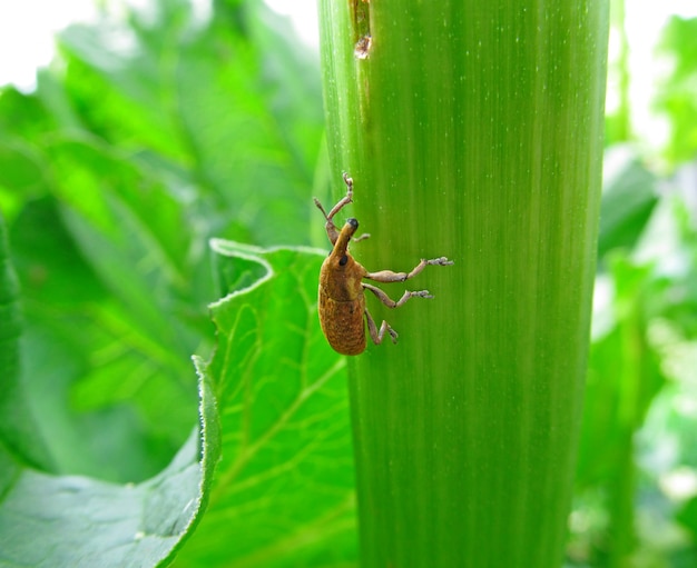 Foto escarabajo marrón sentado en una hoja verde de una planta