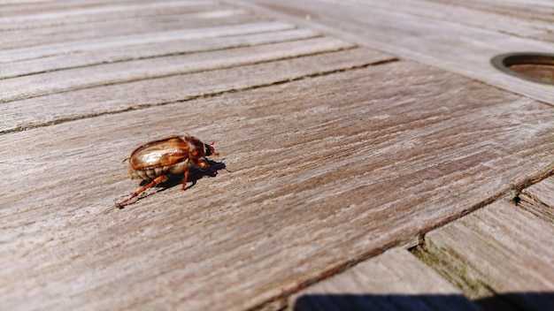 Escarabajo en una mesa de madera