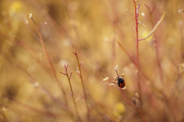 Escarabajo Mylabris hieracii en su entorno natural