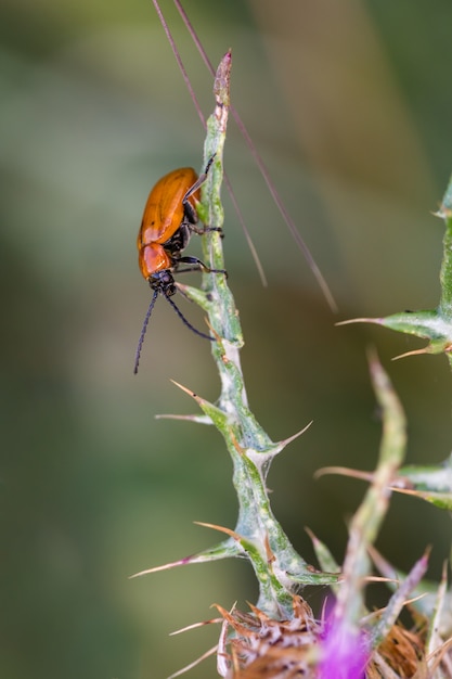 Escarabajo Naranja