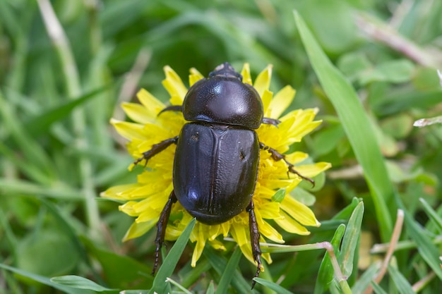 Escarabajo negro en una flor de diente de león