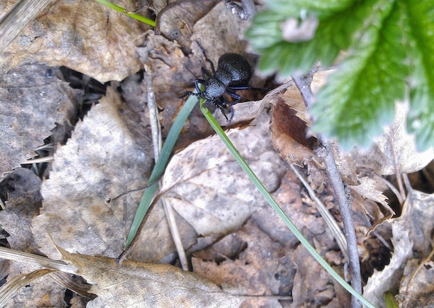 escarabajo negro en las hojas