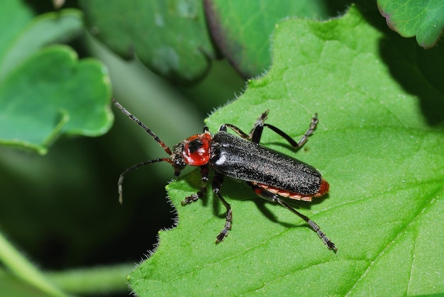 Escarabajo negro rojo arriba