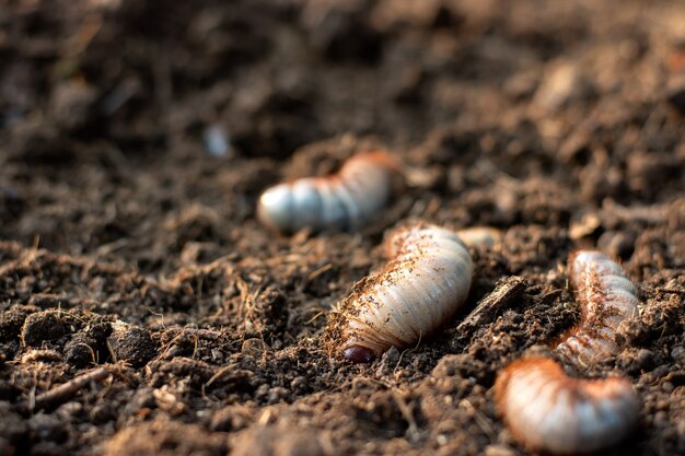 El escarabajo o las larvas del escarabajo viven en terrenos fértiles.