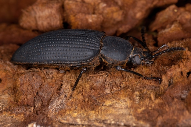 Escarabajo oscuro adulto del género Zophobas