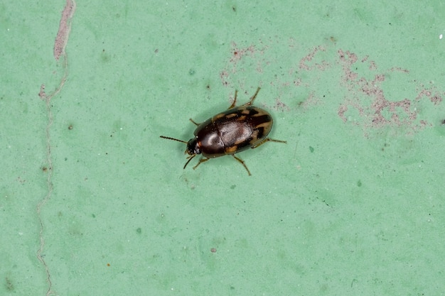 Escarabajo oscuro adulto pequeño de la familia Tenebrionidae