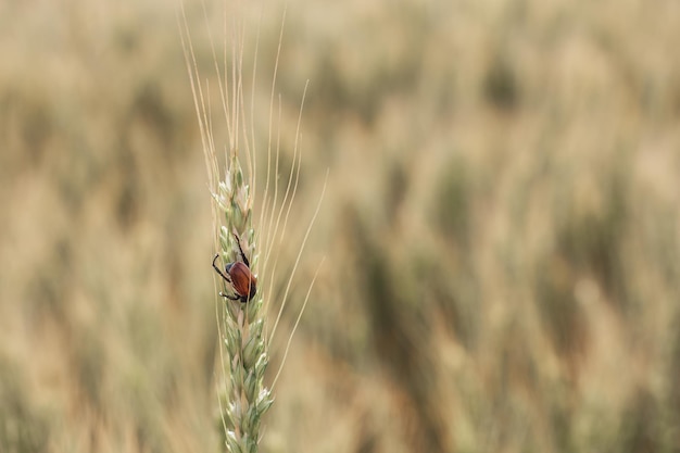 El escarabajo del pan come orejas de trigo Plagas de insectos de cultivos Grano Escarabajo primer plano