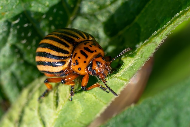 El escarabajo de la patata de Colorado come hojas de papa. Plagas de insectos agrícolas.