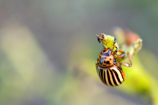 Foto escarabajo de la patata de colorado leptinotarsa decemlineata arrastrándose sobre las hojas de papa