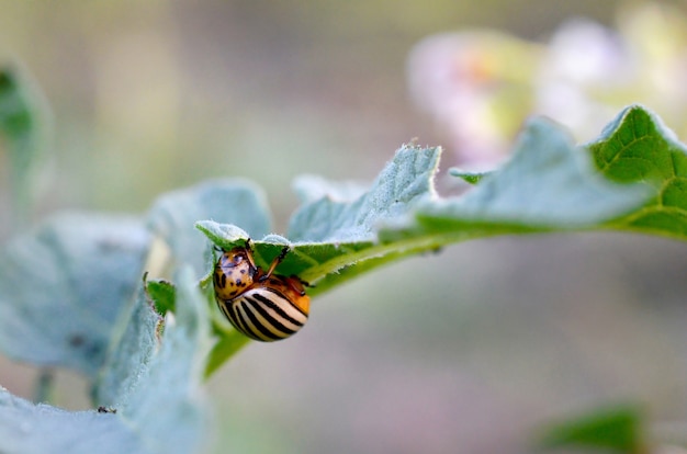 Escarabajo de la patata de Colorado Leptinotarsa decemlineata arrastrándose sobre las hojas de papa