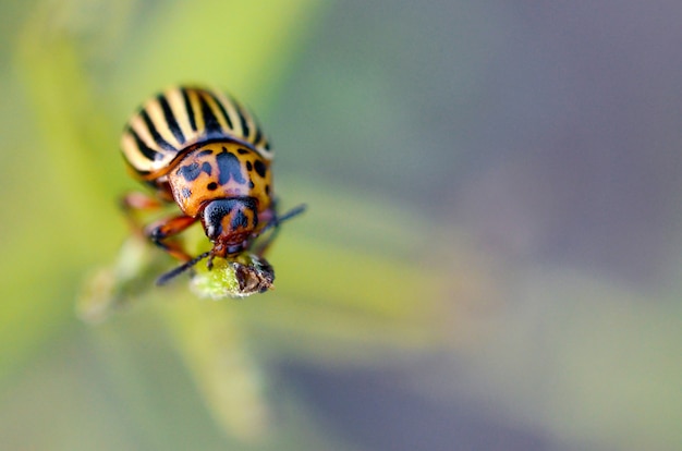 Foto escarabajo de la patata de colorado leptinotarsa decemlineata arrastrándose sobre las hojas de papa