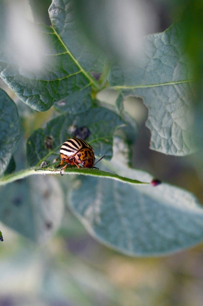 Foto escarabajo de la patata de colorado leptinotarsa decemlineata arrastrándose sobre las hojas de papa