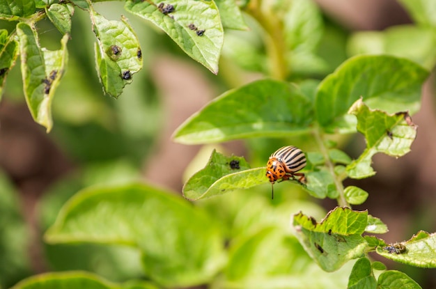 Escarabajo de patata de Colorado una plaga de cultivos agrícolas