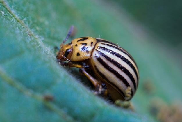 Escarabajo de patata de Colorado se sienta en una hoja, primer plano, foto macro