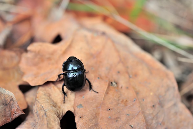 Foto escarabajo pelotero en una hoja seca de otoño