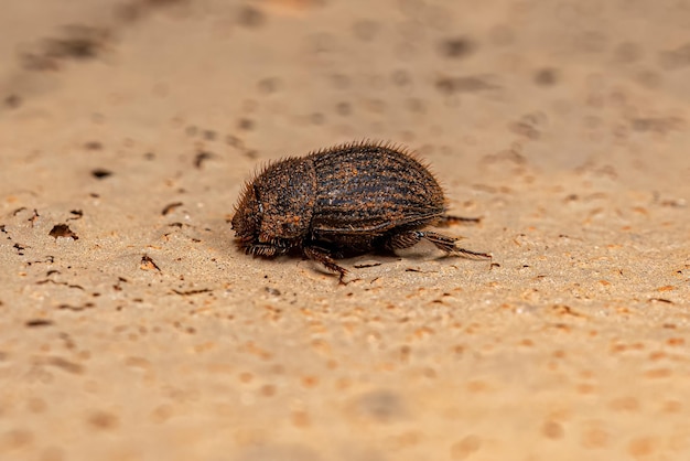 Escarabajo pelotero pequeño adulto