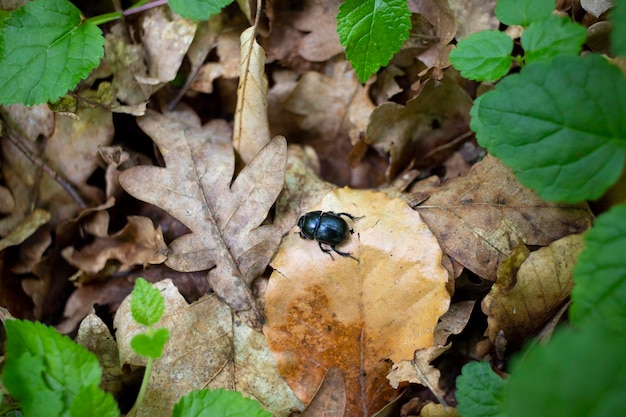 Un escarabajo pelotero en el suelo del bosque