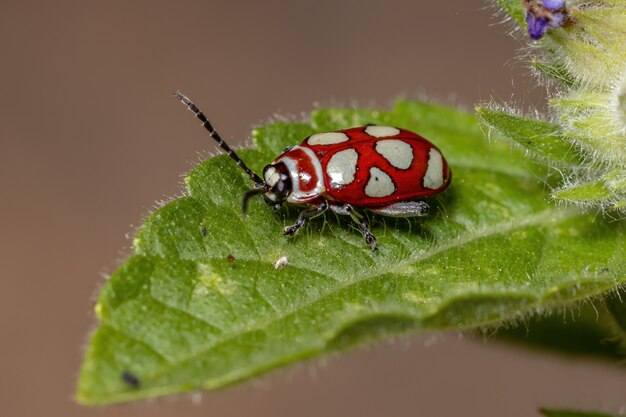 Escarabajo pulga adulto de la especie Omophoita argus