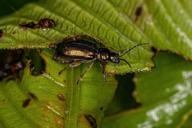 Escarabajo Pulga Adulto de la Tribu Alticini