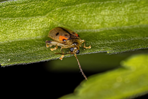 Escarabajo pulga adulto