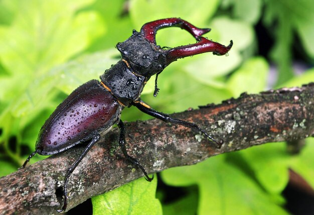 Foto un escarabajo en una rama con el número 5 en él