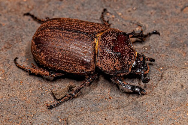 Escarabajo rinoceronte adulto