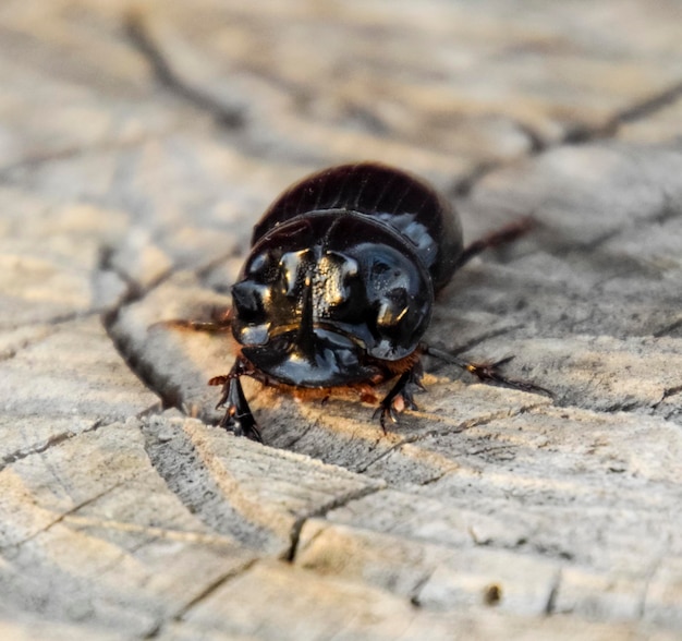 Un escarabajo rinoceronte en un corte de un tronco de árbol Un par de escarabajos rinocerontes