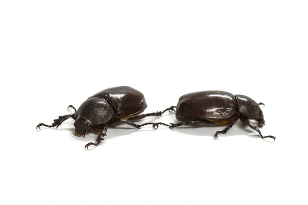 Escarabajo rinoceronte (Dynastinae) en blanco