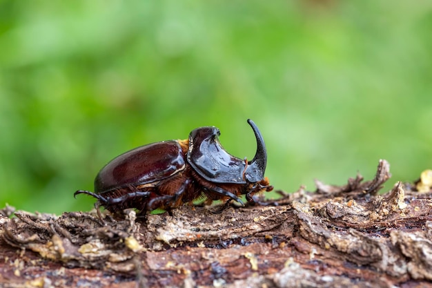 Escarabajo rinoceronte europeo (Oryctes nasicornis)