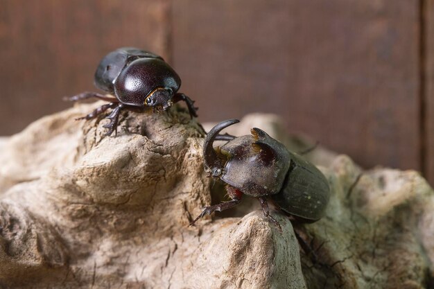 Escarabajo rinoceronte y rinoceronte negro