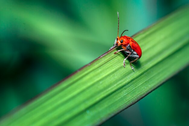 Escarabajo rojo en la hoja