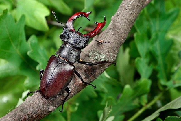 Foto un escarabajo tiene una mancha roja en la nariz.