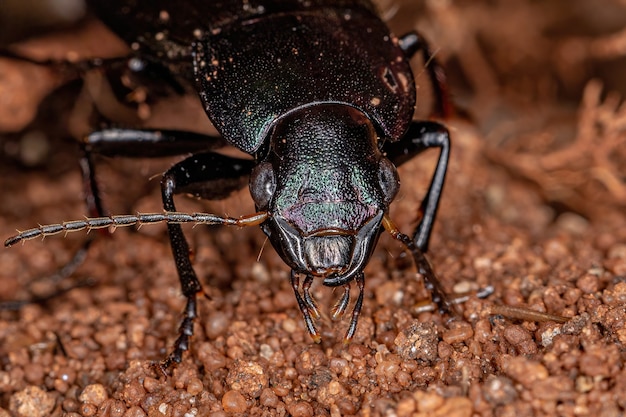 Escarabajo de tierra adulto de la especie Neoaulacoryssus speciosus