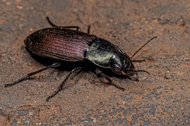 Foto escarabajo de tierra adulto