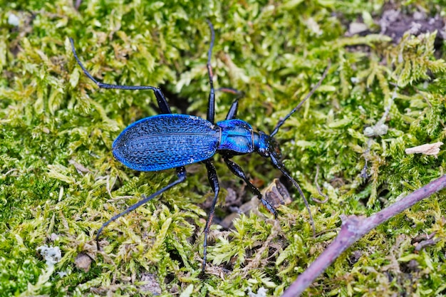 Escarabajo de tierra azul Carabus intricatus en un musgo