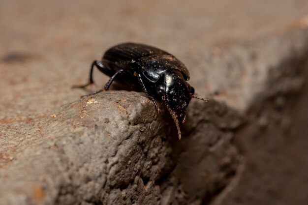 Escarabajo de tierra brasileño de la subfamilia Harpalinae