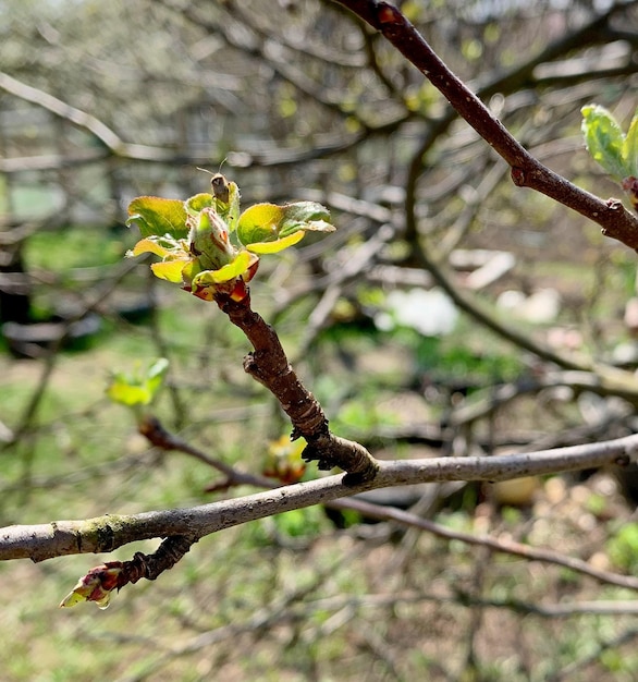 Un escarabajo con una V en la espalda se sienta en los brotes de manzana Pestes del jardín