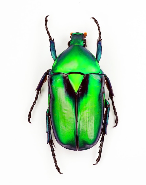 Escarabajo verde aislado en blanco, Rhomborrhina chatanayi macro close up, colección de escarabajos, insectos