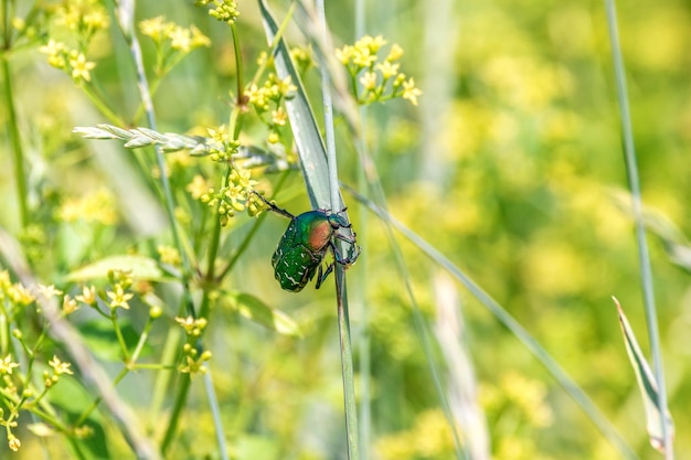 El escarabajo verde brillante se sienta en una brizna de hierba en un campo