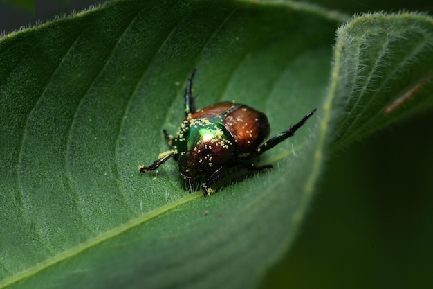 Un escarabajo verde y dorado se sienta en una hoja.